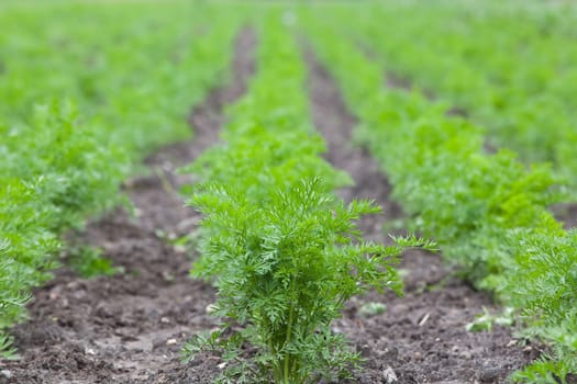 healthy ecological plantation of carrot - shallow DOF