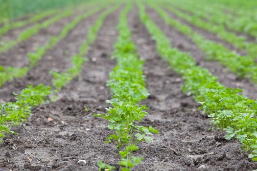 healthy ecological plantation of parsley - shallow DOF