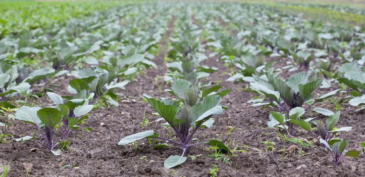 healthy ecological plantation of red cabbage - Poland - shallow DOF