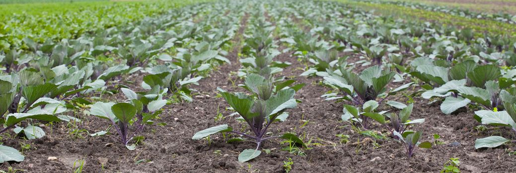 healthy ecological plantation of red cabbage - Poland - panoramic photo