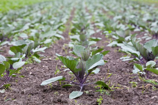 healthy ecological plantation of red cabbage - Poland - shallow DOF