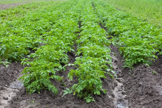 healthy ecological plantation of potatoes - Poland