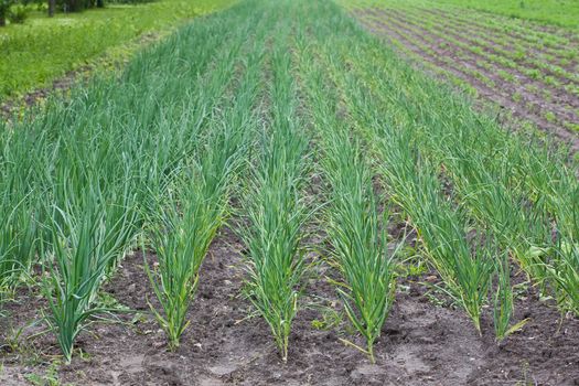 healthy ecological plantation of onion - Poland