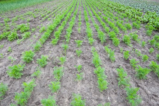 healthy ecological plantation of carrot - Poland - photo taken by ultra wide lens at 12mm