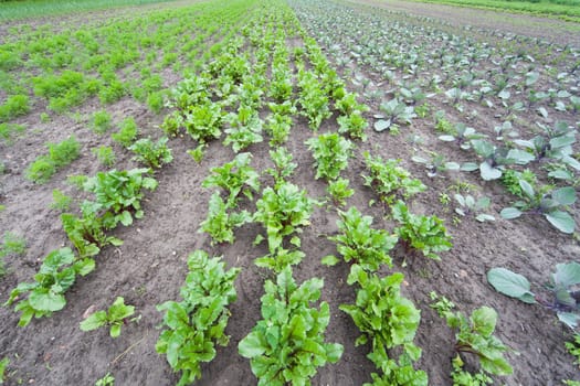 healthy ecological plantation of beetroot - Poland - photo taken by ultra wide lens at 12mm