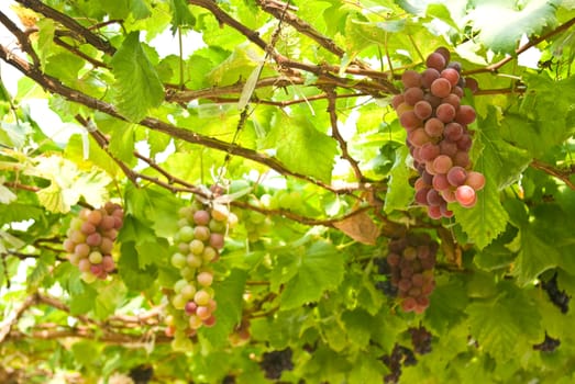 Grape fruit on tree, Vineyards