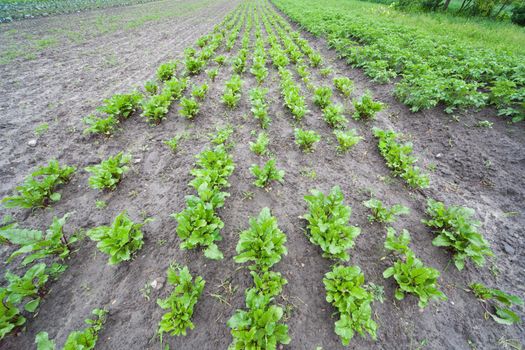 healthy beetroot ecological plantation - Poland - photo taken by ultra wide lens at 12mm