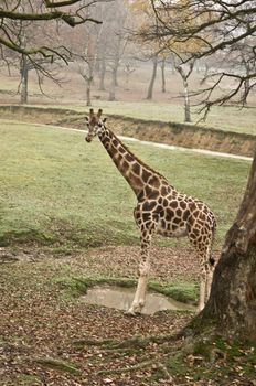 Free giraffe in a zoo