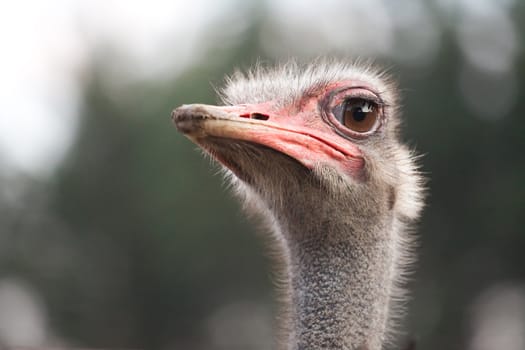 curious ostrich watching for something - beautiful portrait