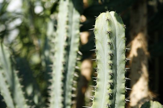 plenty of cactuses in botanical garden in Poznan