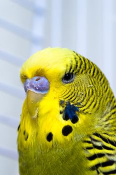 Green male domestic Canary bird in captivity