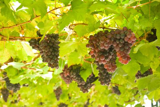 Grape fruit on tree, Vineyards