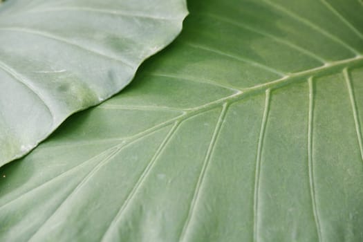 green leaves - perfect as botanical background