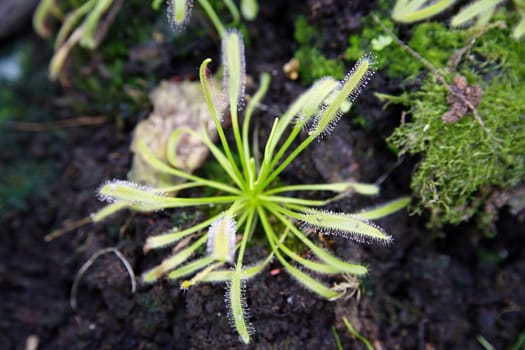 insectivorous green sundew in botanical garden in Lodz (Poland)