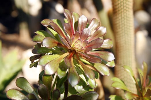 green plant in botanical garden in Lodz (Poland)