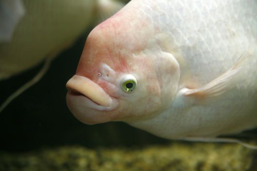 big and white fish with red nerves and big mouth