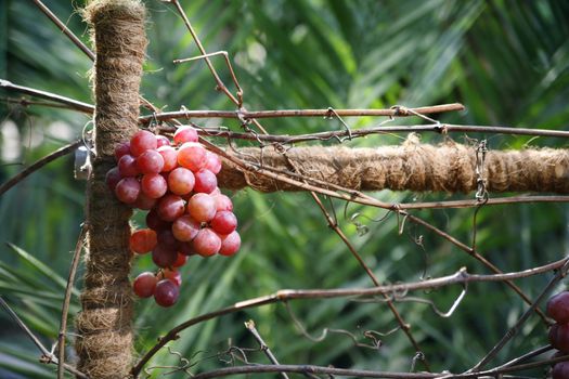 brunch of grapes in botanical garden in Lodz