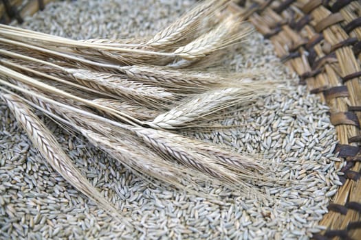 ear of the wheat on wicker basket