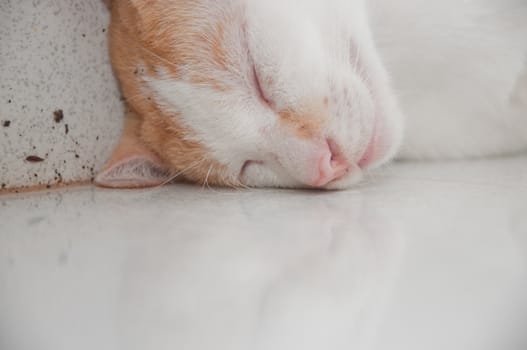 a picture of beautiful sleeping cat