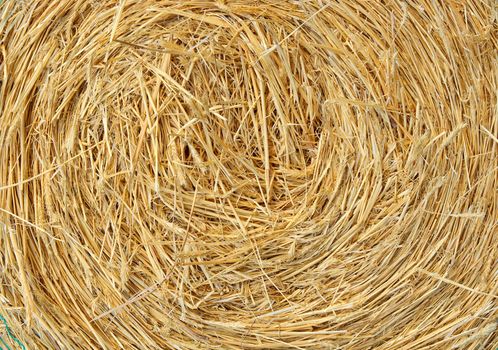 a big round bale of  straw for stock feed
