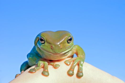 hmm a big old green tree frog looks into the camera