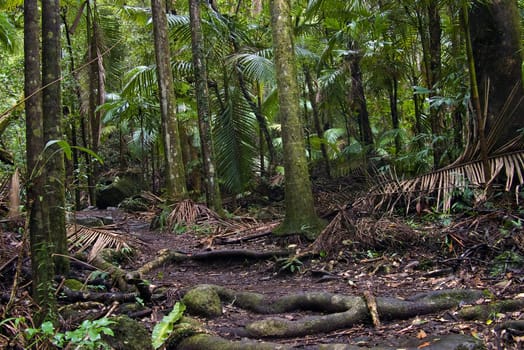 the beautiful nature of border ranges rain forest in northern nsw