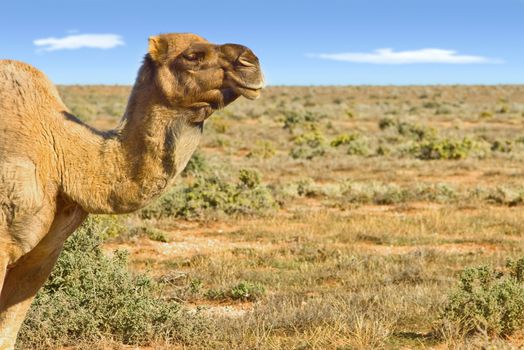 great image of a camel looking over australian desert