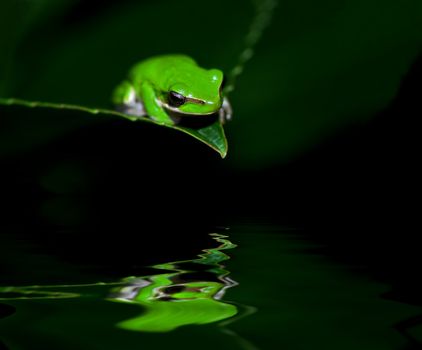 a little litoria fallax, dwarf green tree frog sitting on the end of a leaf above the water