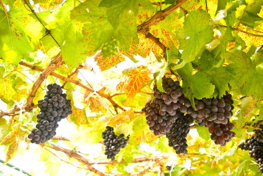 Grape fruit on tree, Vineyards