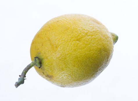 a yellow lemon isolated just cought from the tree