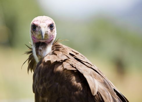 image of a bird of prey over a natural background