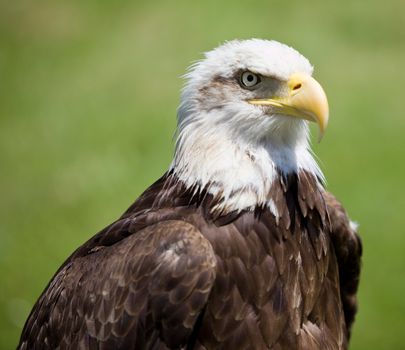 image of a bird of prey over a natural background