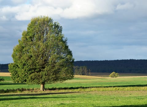 landscape of a single green bushy tree in green field