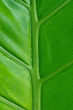 perfect green palm leaf nature background image