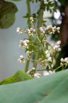 a picture of beautiful flower blossom