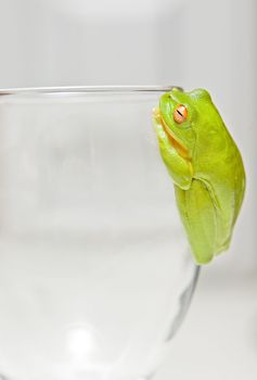 a beautiful green tree frog litoria caerula on a glass