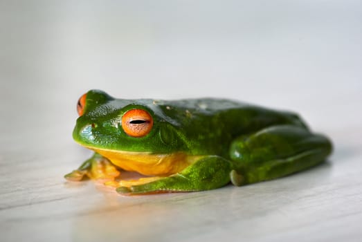 a nice content green tree frog sits happily