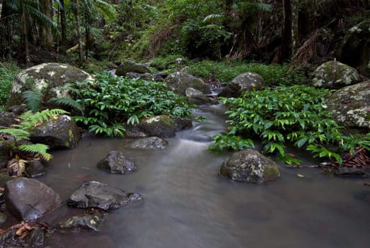 a small stream flows through the border ranges rainforest