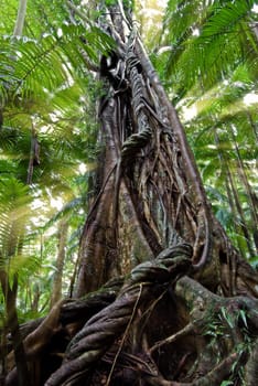 rays of light from the new day stream around an old gnarly tree in the rainforest