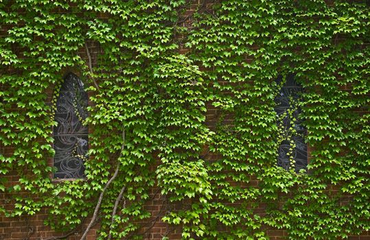 old church windows with walls covered in ivy