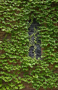 beautiful gostwyck chapel all covered in green spring vines