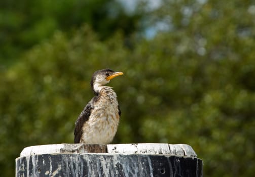 a little pied cormorant sits on the pole