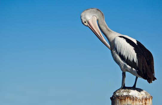 a beautiful pelican in front a blue sky