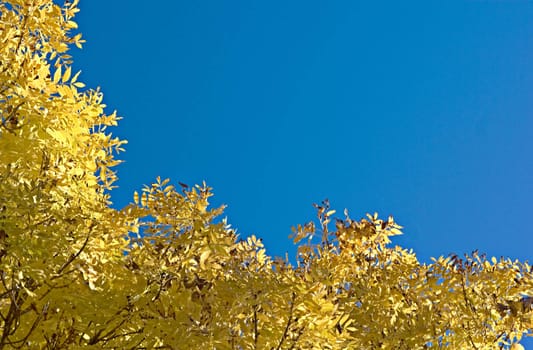 golden autumn leaves make a great frame on this blue sky