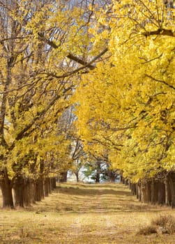 great autumn trees in the park