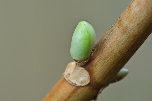 a bud of new growth emerges on the branch