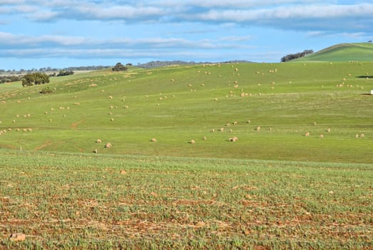 great image of sheep in the field