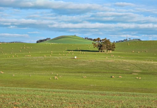 great image of sheep in the field