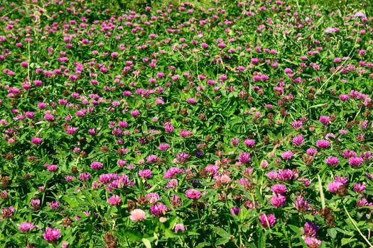 Background from a clover removed by a sunny day close up