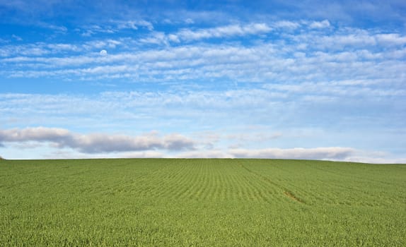 great image of a green wheat field and blue sky